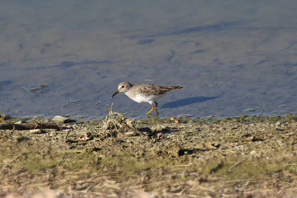 Bécasseau Minuscule Calidris Minutilla Non Reproducteur — Photo