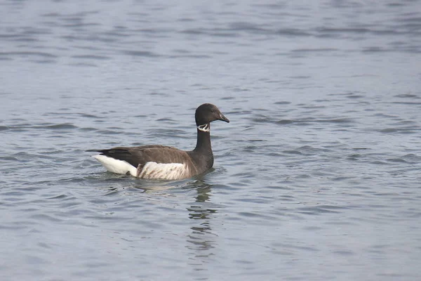 Brantgås Branta Bernicla — Stockfoto