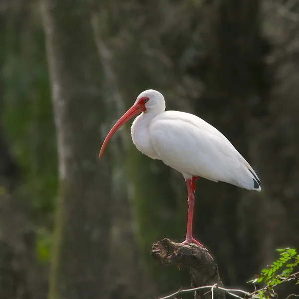 Ibis Bianco Piedi Ramo Albero Eudocimus Albus — Foto Stock