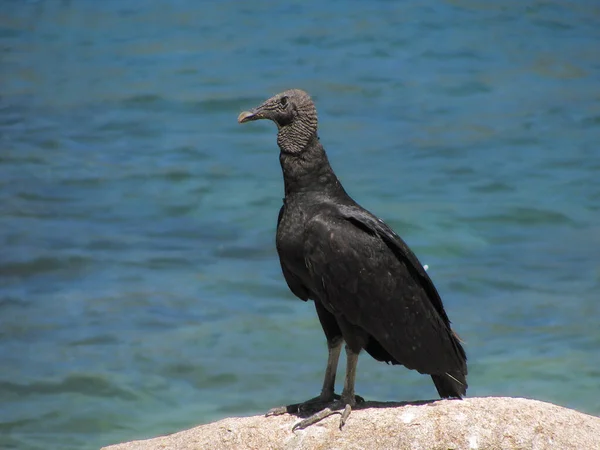 Avvoltoio Nero Coragyps Atratus — Foto Stock