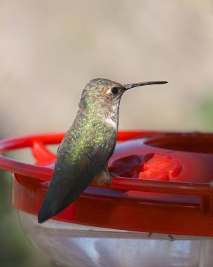 Geniş kuyruklu sinekkuşu (dişi) geleneksel sinekkuşu besleyicisine (selasphorus platycercus) tünemiştir.)