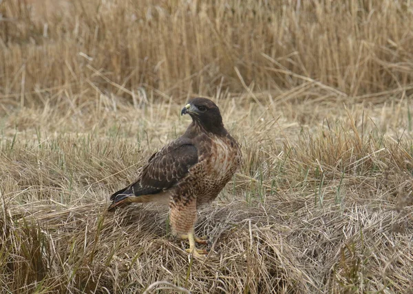 Buse Queue Rousse Perchée Sur Poteau Électrique Buteo Jamaicensis — Photo