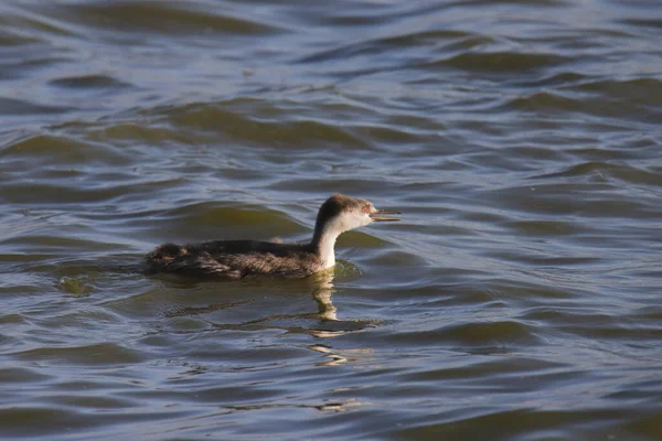 Clark Grebe Jonge Exemplaren Aechmophorus Clarkii — Stockfoto