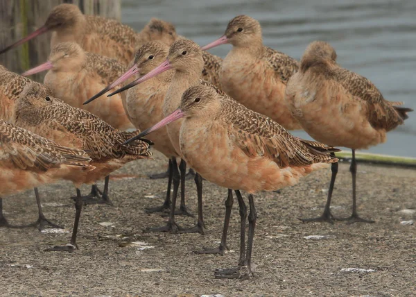 Marbled Godwits Standing Harbor Dock Limosa Fedoa — Stock Photo, Image