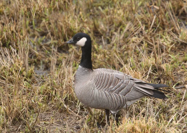 Cackling Goose Branta Hutchinsii — Stock Photo, Image