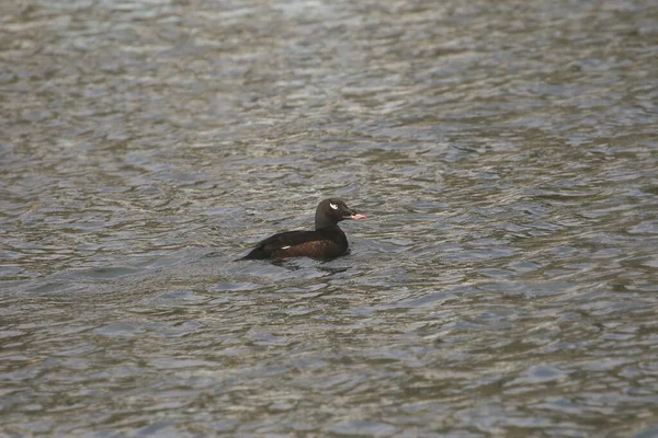 White Winged Scoter Male Melanitta Deglandi — Stock Photo, Image