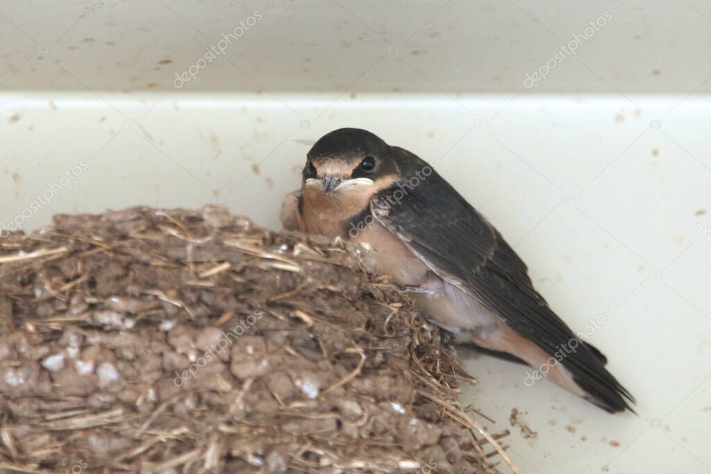 Barn Swallow perched on a mud nest in the roof of a shelter (hirundo rustica)