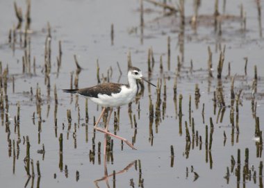 Siyah boyunlu Stilt (genç) (himantopus mexicanus)