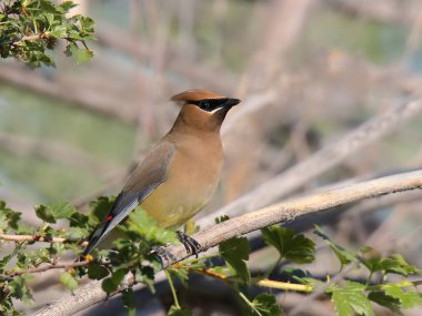 Sedir İpekkuyruk (Bombycilla cedrorum)