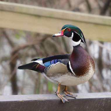 Wood Duck (erkek) (aix sponsa))