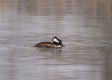 Kapüşonlu Merganser (erkek) gagasında büyük bir balık (lophodytes cucullatus))