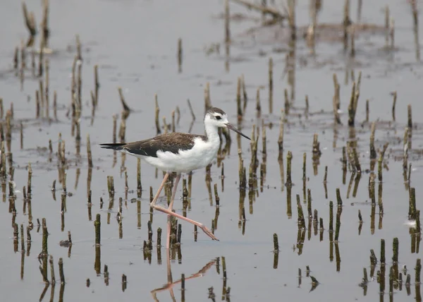 Zwarte Stilt Jonge Exemplaren Himantopus Mexicanus — Stockfoto