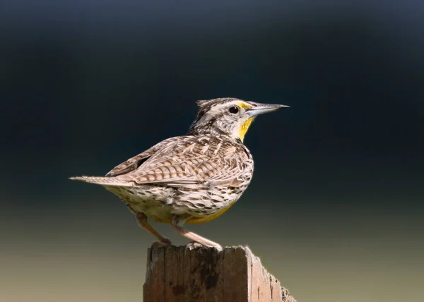 Західний Медоуларк Sturnella Neglecta — стокове фото