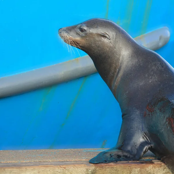 Kalifornischer Seelöwe Auf Einem Hafendock Zalophus Californianus — Stockfoto