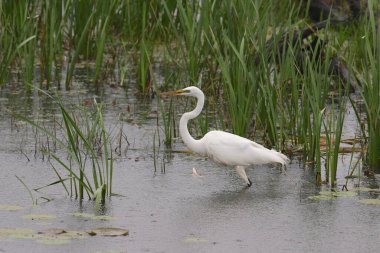 Büyük Egret (ardea alba)