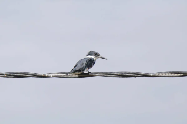 Cinturón Kingfisher Megaceryle Alcyon — Foto de Stock