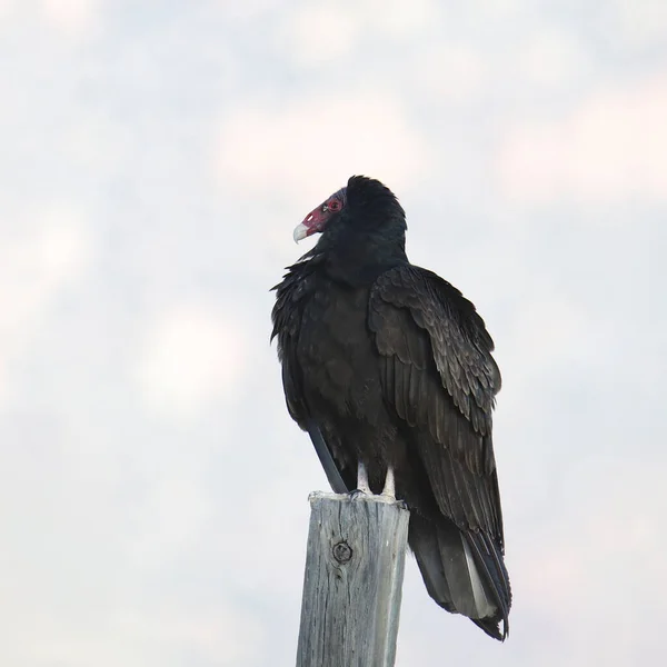 Turchia Avvoltoio Cathartes Aura — Foto Stock