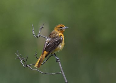 Baltimore Oriole (kadın) (icterus galbula)