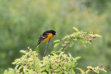 Baltimore Oriole (erkek) (icterus galbula))