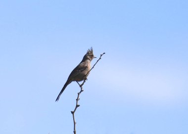 Phainopepla (dişi) (phainopepla nitens)