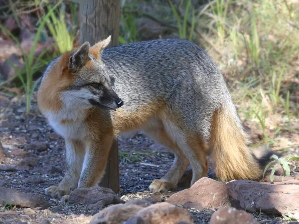 Zorro Gris Urocyon Cinereoargenteus — Foto de Stock