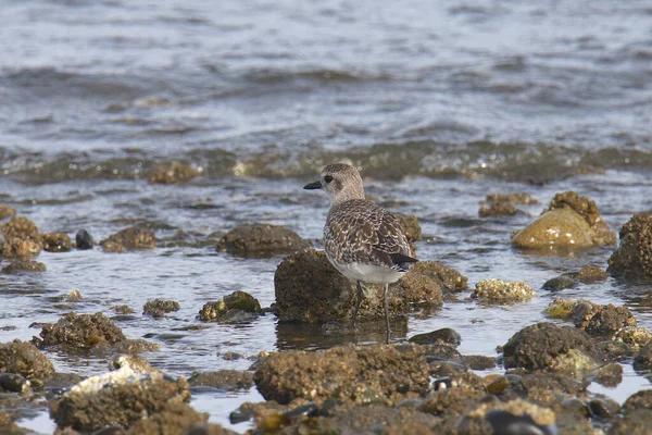 Pluvier Ventre Noir Pluvialis Squatarola — Photo