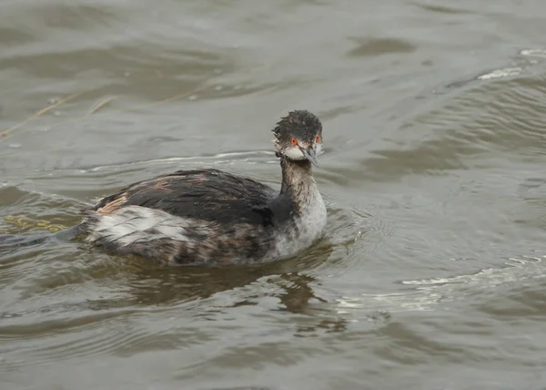 Grebe Orejudo Transición Podiceps Nigricollis —  Fotos de Stock