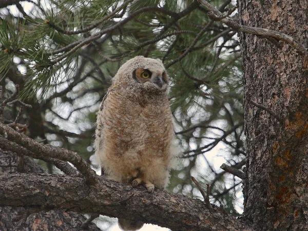 Great Horned Owl Juvenile Bubo Virginianus — Stock Photo, Image