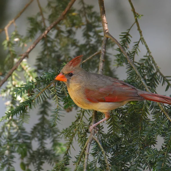 Nördlicher Kardinal Weiblich Cardinalis Cardinalis — Stockfoto