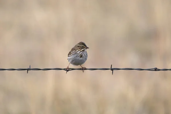 Vesper Sparrow on barbed wire (pooecetes gramineus)