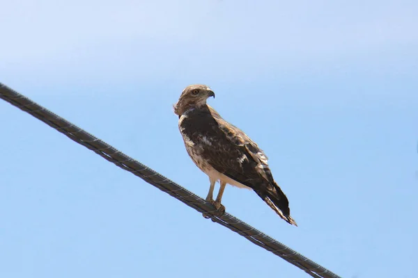 Falcão Cauda Vermelha Buteo Jamaicensis — Fotografia de Stock