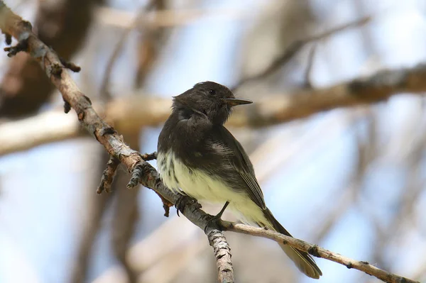 Svarta Phoebe Sayornis Nigricans — Stockfoto