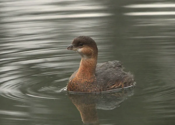 Pied Billed Grebe Podilymbus Podiceps Podilymbus Podiceps — Zdjęcie stockowe