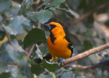 Altamira Oriole (dryocopus pileatus)