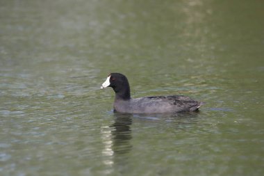 Amerikan Sakarmeke (Fulica americana)
