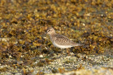 Batı Sandpiper (üremeyen) (calidris mauri))