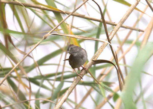 Pardal Pântano Melospiza Georgiana — Fotografia de Stock