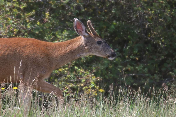 Veado Mula Macho Odocoileus Hemionus — Fotografia de Stock