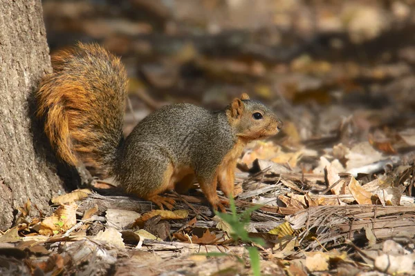 Östra Rävekorre Sciurus Niger — Stockfoto