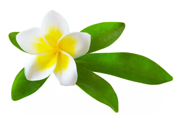 Flor de frangipani isolada — Fotografia de Stock