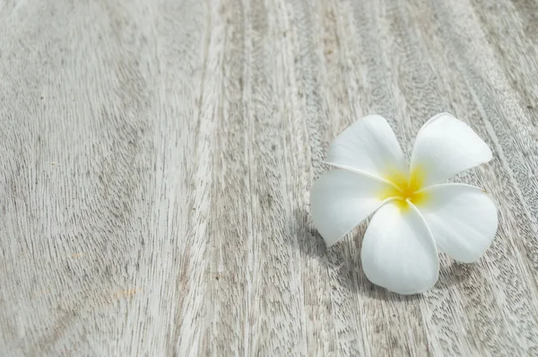 熱帯の花フランジパニ — ストック写真