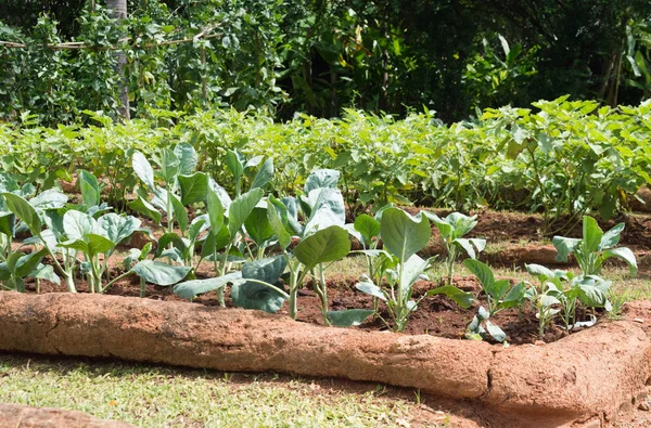 Салат овощной растительности на плантации — стоковое фото