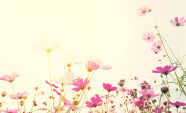 Yumuşak odak cosmos çiçek güneş ışığı ile 