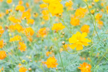 Seçici odaklı sarı cosmos çiçek