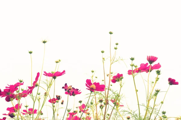 Soft focus colorful cosmos flower — Stock Photo, Image