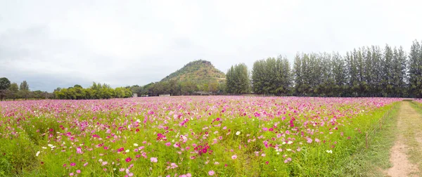 Field. Flower field. panorama of Cosmos flower in a field.
