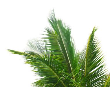 İzole Hindistan cevizi ağacının yaprak