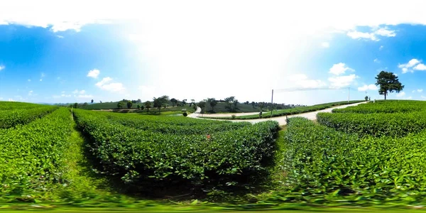 360-Grad-Rundumblick auf die Grünteefarm — Stockfoto