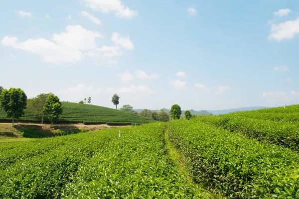 Granja de té verde con cielo azul — Foto de Stock