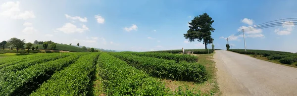Ferme de thé vert avec panorama ciel bleu — Photo